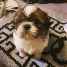 morkie-puppies-for-sale-under-500-near-me
