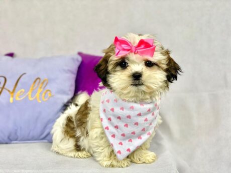 Morkie Puppies - Morkie Puppies/Morkie teacup puppies/morkiepoo puppies - Puppies for sale near me - Rosie