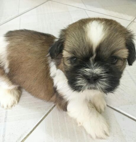 morkie puppies for sale in houston - Morkie puppies for sale in houston/Morkie puppies for sale craigslist - Puppies for sale near me - Angel