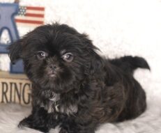 morkie-teacup-puppies-teacup-morkie-puppies-for-sale-near-me