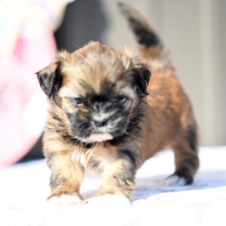 morkie chihuahua mix - Morkie chihuahua Mix/Chihuahua morkie mix/Morkie breed - Puppies for sale near me - Oscar