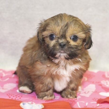 morkie puppies for sale in ct - Morkie puppies for sale in CT/Cheap dogs for sale in CT - Puppies for sale near me - Teddy