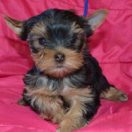 yorkie poo puppies for adoption - yorkie poo puppies for adoption/yorkie poo for sale in ky - Puppies for sale near me - Murphy