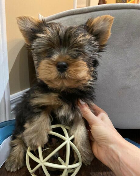 tiny teacup yorkie puppies for sale - Tiny teacup yorkie puppies for sale/Tiny yorkies for sale - Puppies for sale near me - Gracie