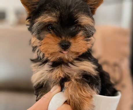 yorkie puppies for sale in texas - Yorkie puppies for sale in Texas/Yorkies for sale in Texas - Puppies for sale near me - Bear