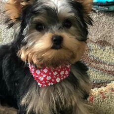 yorkie-pomeranian-puppies-for-sale-pomeranian-yorkie-mix