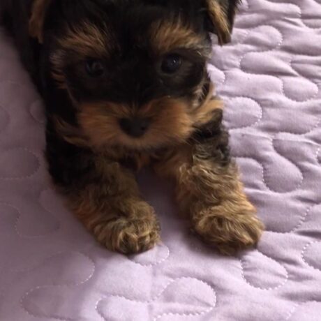 real yorkie puppies for sale - Real yorkie puppies for sale/pet stores that sell puppies - Puppies for sale near me - Riley