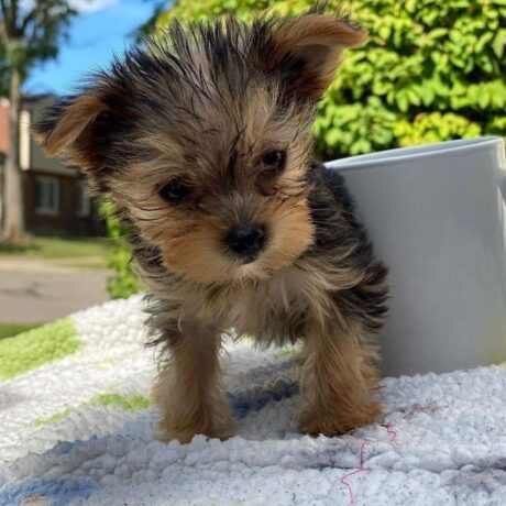 yorkie for sale cheap - yorkie for sale cheap/yorkie puppies near me/teacup puppies cheap - Puppies for sale near me - Bailey/PUPPY SOLD❌