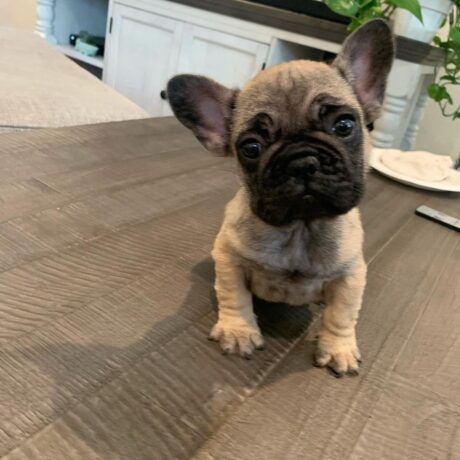 french bulldogs in minnesota - French bulldogs in Minnesota/French bulldog Breeders Minnesota - Puppies for sale near me - Drew