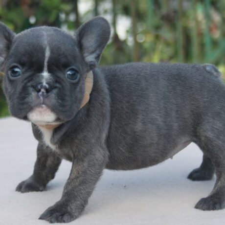 chihuahua french bulldog mix - Chihuahua french bulldog Mix/French bulldog puppies for sale in va - Puppies for sale near me - Diego