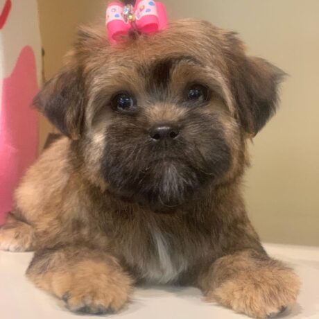 Morkie puppy for sale near me - Morkie puppy for sale near me/Morkie puppies near me - Puppies for sale near me - Jolly
