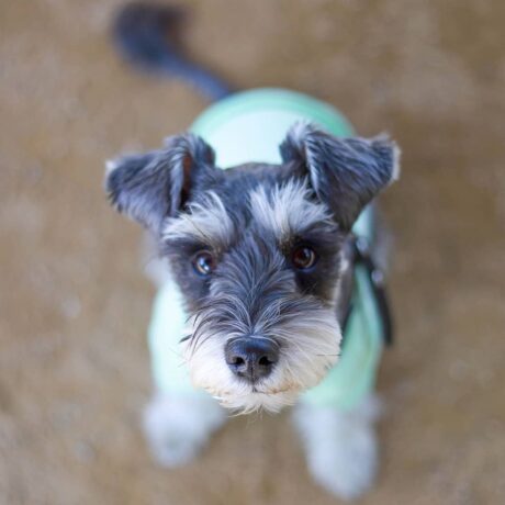 male miniature schnauzer puppies for sale - Male miniature schnauzer puppies for sale/Female Schnauzers - Puppies for sale near me - Graham