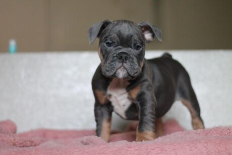 Blue english bulldog - Blue english bulldog/Blue english bulldog puppy - Puppies for sale near me - Buster