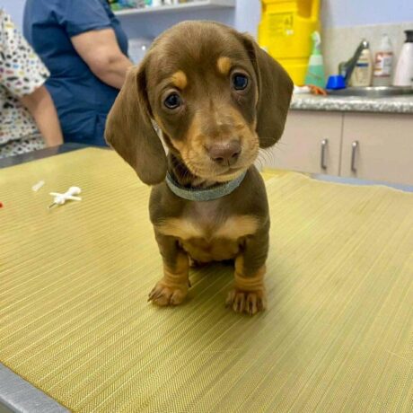 Dachshund puppies nc - Dachshund puppies NC/Dachshund breeders in NC - Puppies for sale near me - Cindy