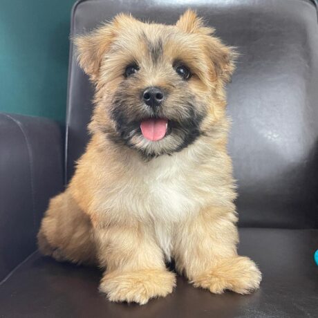 morkie puppies for sale near me - Morkie puppies for sale near me/Morkie for sale in NC - Puppies for sale near me - Blake