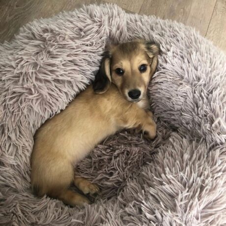 Wire haired dachshund puppy for sale - Wire haired dachshund puppy for sale/Wire haired Dachshund - Puppies for sale near me - Gizzy