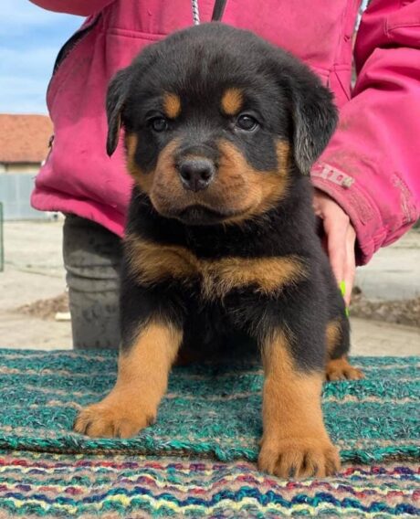 Rottweiler puppies for sale in texas under $400 - Rottweiler puppies for sale in texas under $400/Buy Rotties online - Puppies for sale near me - Storm