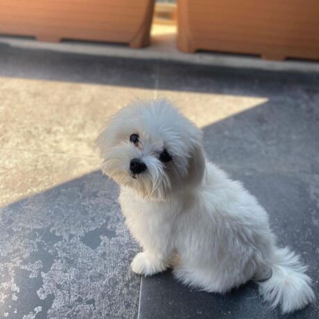 Male Maltese puppy for sale