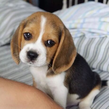 Beagles for sale near me under $500 - Beagles for sale near me under $500/Beagles puppies for sale - Puppies for sale near me - Dominic/PUPPY SOLD❌