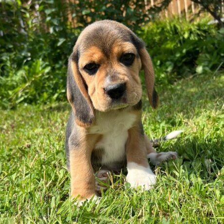 Beagle puppies for sale under $200 - Beagle puppies for sale under $200/Cheap Beagle puppies - Puppies for sale near me - Scully