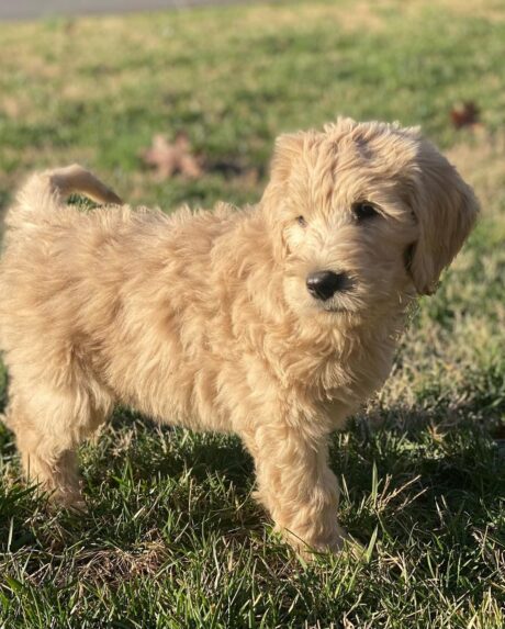 mini goldendoodles for sale