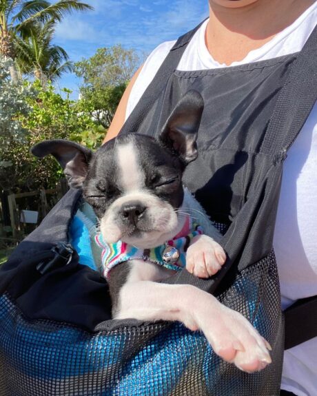 boston terrier puppies for sale - Boston terrier puppies for sale/Boston Terriers for sale - Puppies for sale near me - Chance