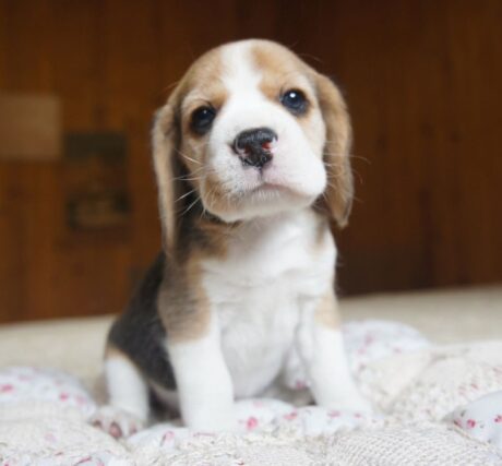 Beagle breeders - Beagle breeders/Beagle breeders near me/Beagle breeder - Puppies for sale near me - Misty