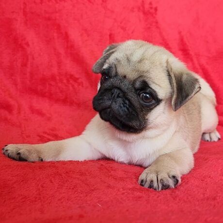 pug puppies for sale texas - Pug puppies for sale Texas/Pug breeders Texas - Puppies for sale near me - Ace