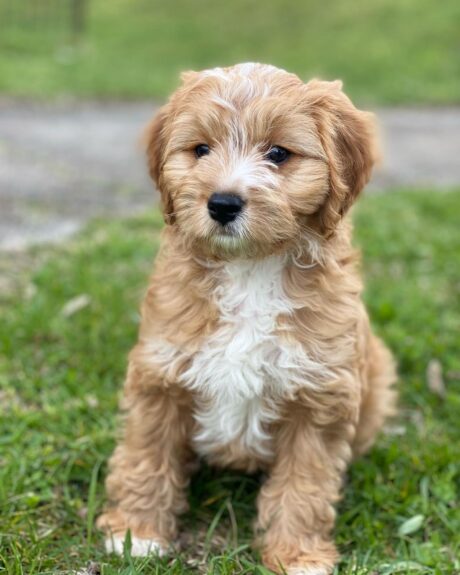 Cavapoo puppies for sale under $800 - Cavapoo puppies for sale under $800/Cheap Cavapoo puppies - Puppies for sale near me - Tobias