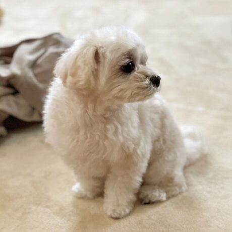 Teacup Maltese puppies for sale