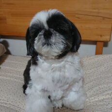 micro-shih-tzus-for-sale-micro-shih-tzu-teacup-shih-tzu-mini-shih-tzu