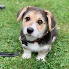 corgi-puppies-for-sale-new-jersey