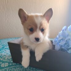 corgi-puppies-for-sale-indiana