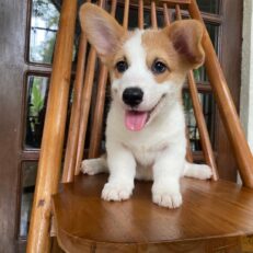 red-pembroke-welsh-corgi