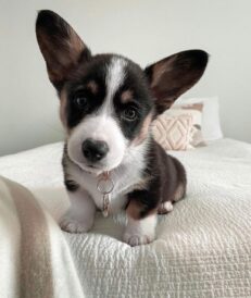 welsh-pembroke-corgi