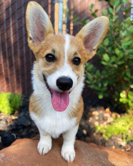 corgi puppies price - corgi puppies price | Pembroke welsh corgi price - Puppies for sale near me - Arby