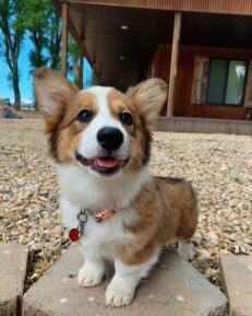 baby-corgi-puppies-for-sale