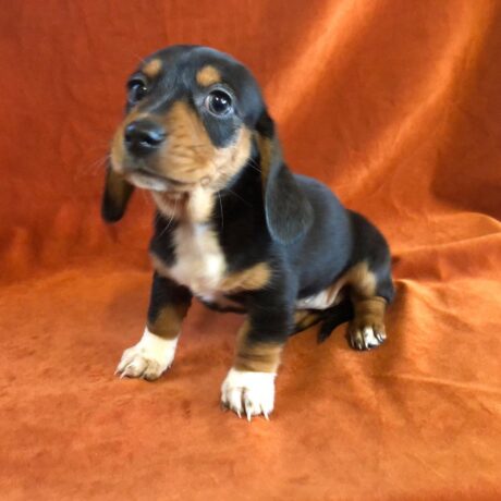 dachshund puppies for sale indiana - Dachshund puppies for sale Indiana/Dachshund breeders Indiana - Puppies for sale near me - Ellie