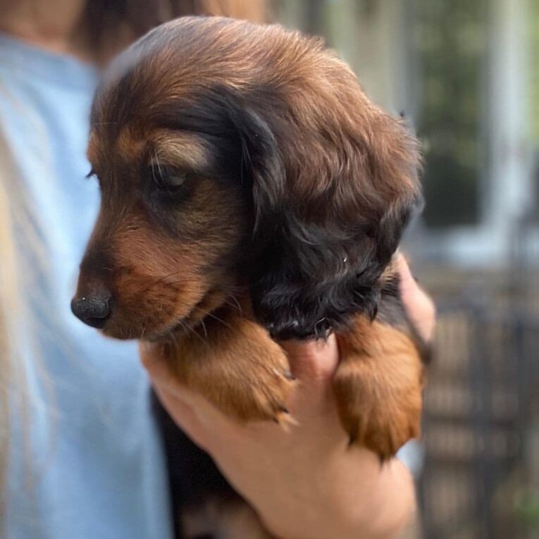 dachshund_puppies_for_sale2021_1639387774385586