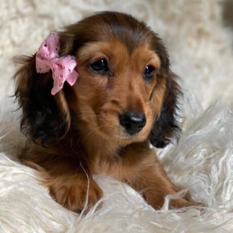 Dachshund puppies Oklahoma - Dachshund puppies Oklahoma/Dachshund breeders in Oklahoma - Puppies for sale near me - Nowland