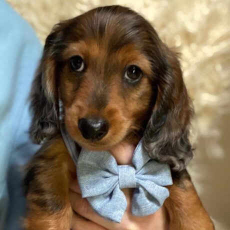 dachshund puppies for sale in ny - Dachshund puppies for sale in NY/Dachshund puppies for sale nyc - Puppies for sale near me - Bash
