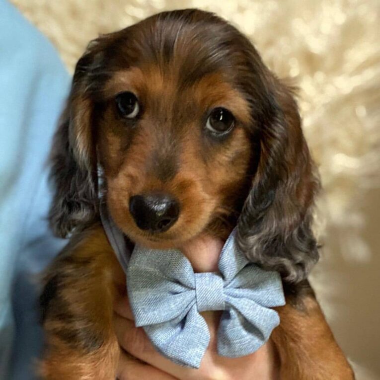 dachshund_puppies_for_sale2021_1639884451388920