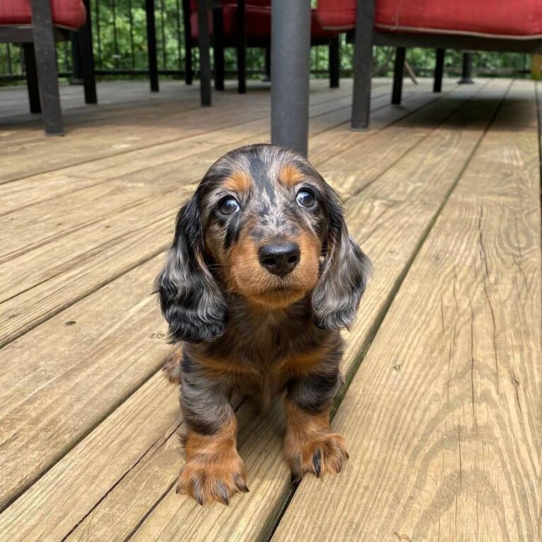 dachshund_puppies_for_sale2021_1639884483088701