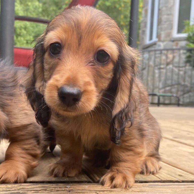 dachshund_puppies_for_sale2021_1639884483089222