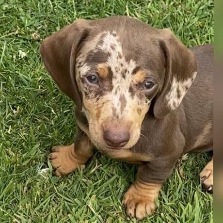 Miniature dachshund puppies for sale near me craigslist - Miniature dachshund puppies for sale near me craigslist - Puppies for sale near me - Felicia