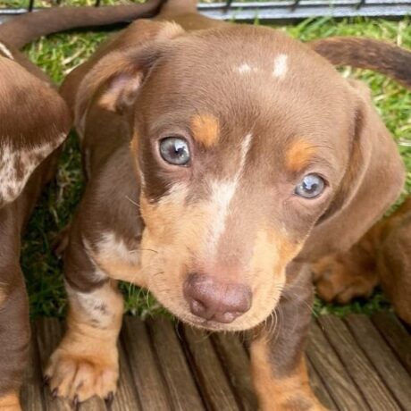 dachshund puppies colorado - Dachshund puppies colorado/Dachshund puppies for sale colorado - Puppies for sale near me - Rose