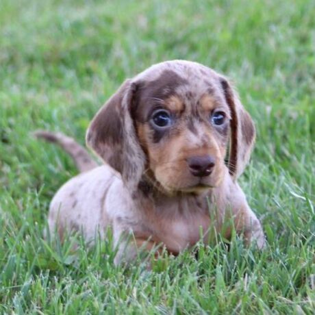 miniature long haired dachshund puppies - Miniature long haired dachshund puppies/Long hair mini dachshund - Puppies for sale near me - Carter