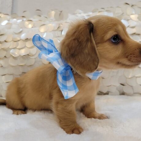 dachshund puppies for sale sc - Dachshund puppies for sale SC/Dachshund puppies for sale in SC - Puppies for sale near me - Olie