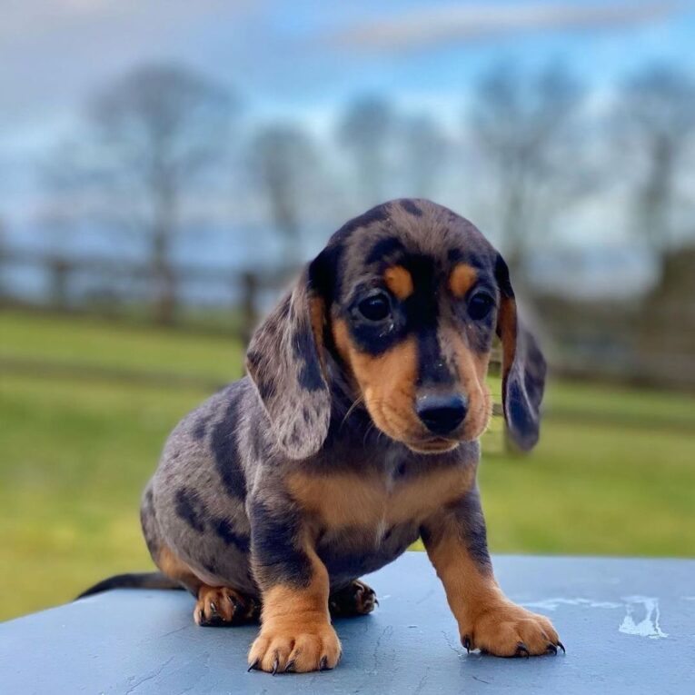 dachsund_puppies_available_1639483275693614