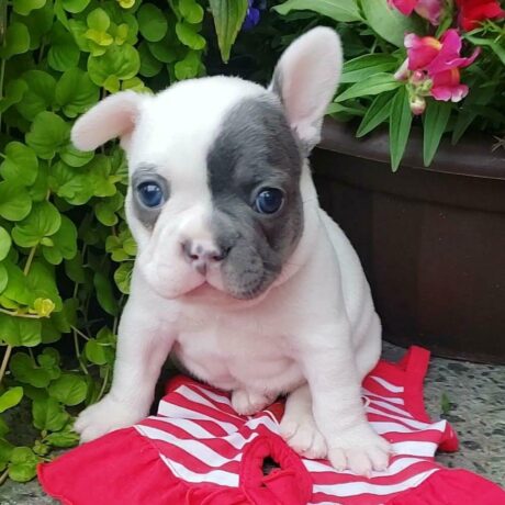 Cheap french bulldog puppies for sale - cheap french bulldog puppies for sale/cheap french bulldog puppies - Puppies for sale near me - Pluto